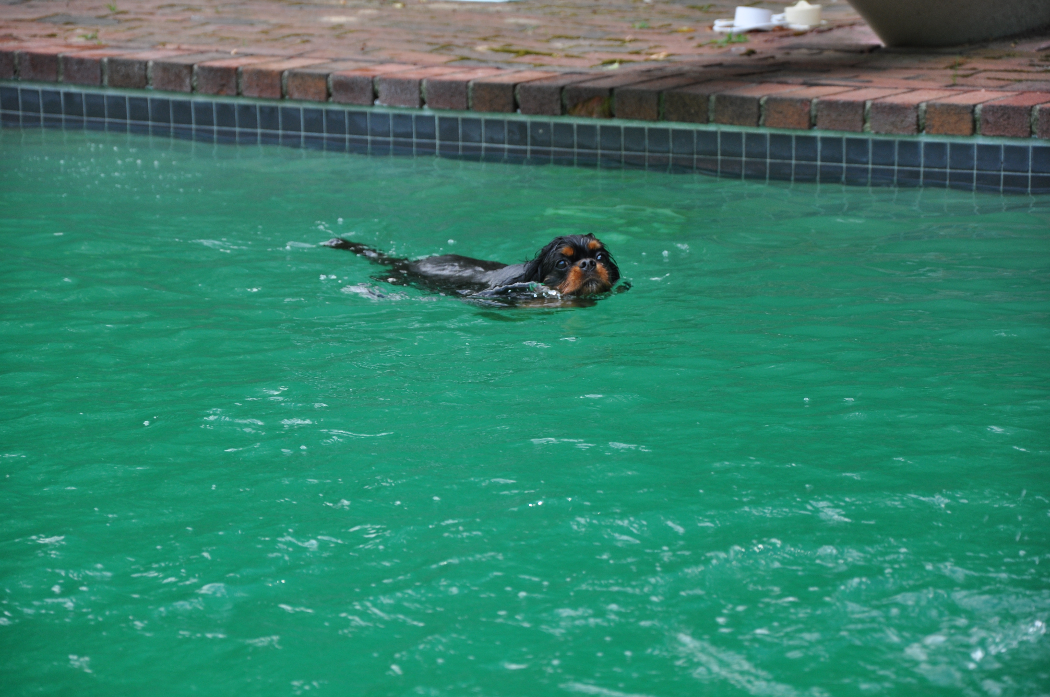 Sampson Swimming 002.jpg